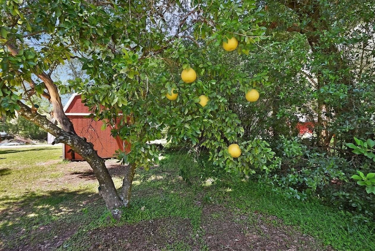 18931 E ALTOONA ROAD, Altoona, FL 32702 Virtually modified grapefruit tree