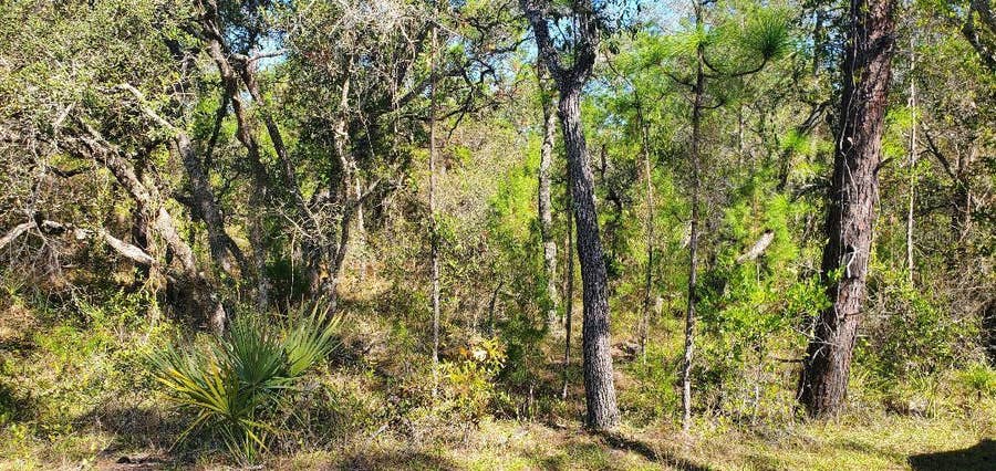 Property photo for Lot 56 MICHIGAN AVENUE, Weeki Wachee, FL