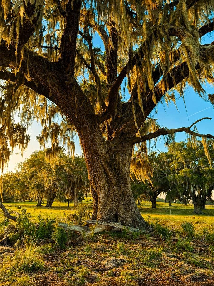 MONDON HILL ROAD, Brooksville, FL 34601 MONDON HILL ROAD, Brooksville, FL 34601