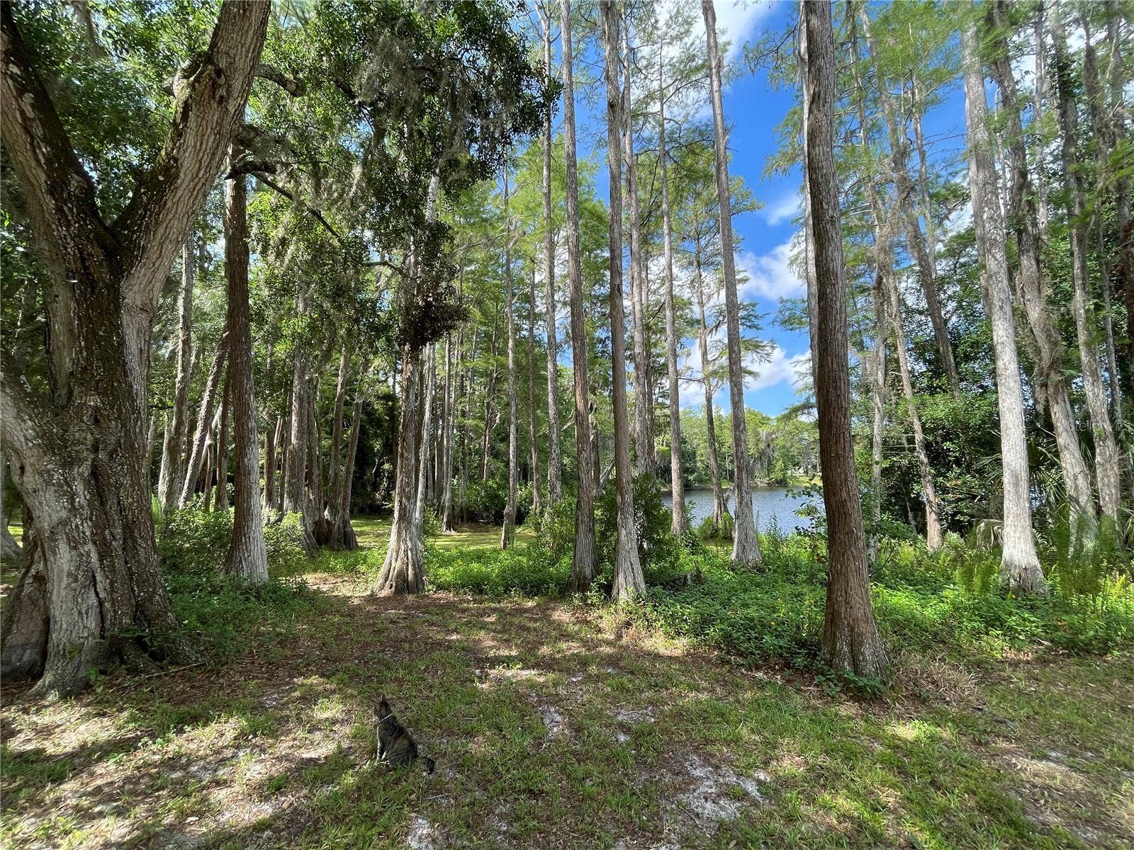 8270 SYCAMORE DRIVE, New Port Richey, FL 34654 8270 SYCAMORE DRIVE, New Port Richey, FL 34654