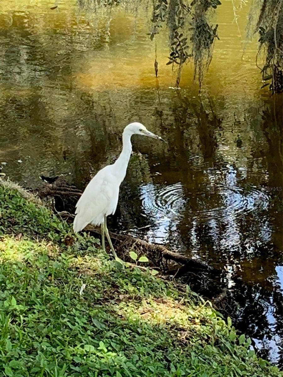 30702 IVERSON DRIVE, Wesley Chapel, FL 33543 Back yard friend