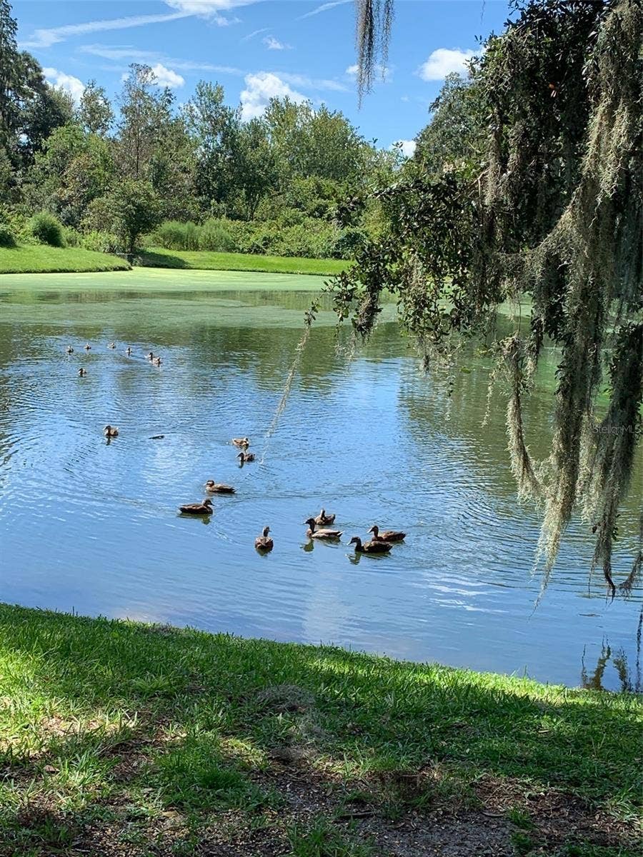30702 IVERSON DRIVE, Wesley Chapel, FL 33543 Pond in back yard