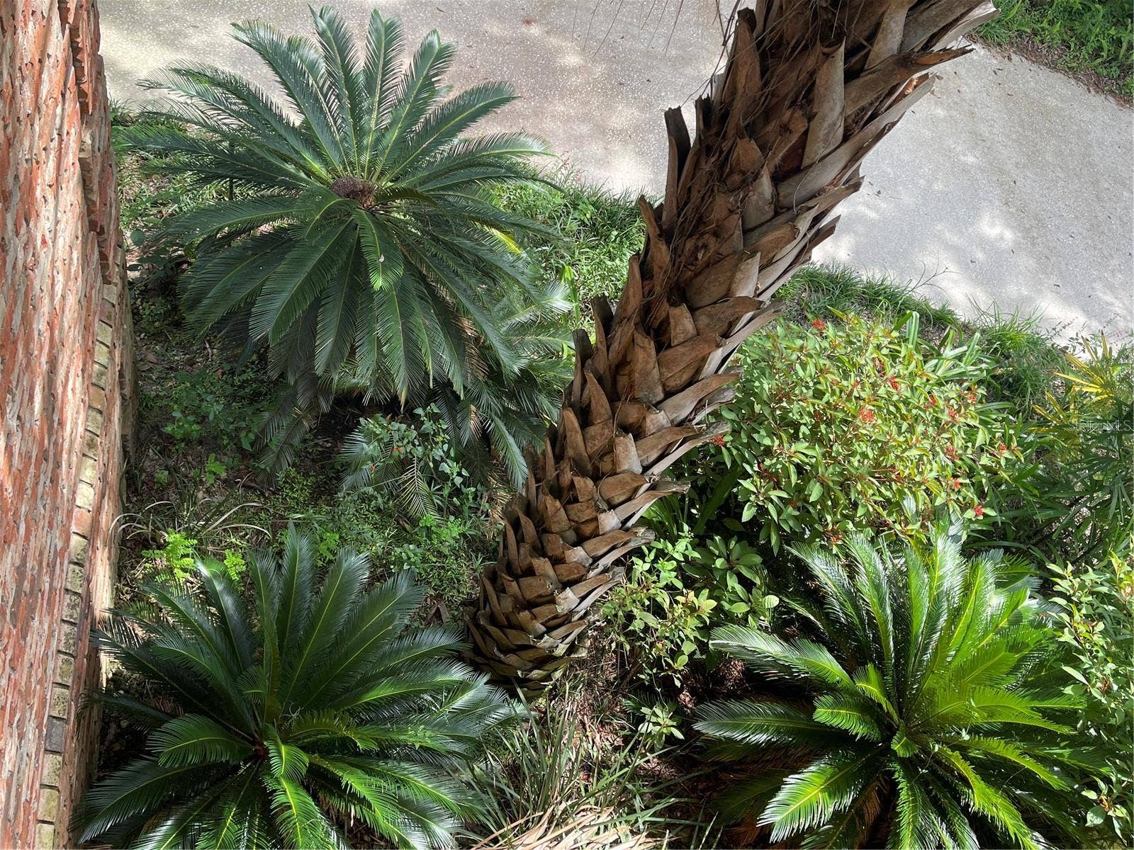 Landscaping include a variety of sagos, palms, and butterfly plants