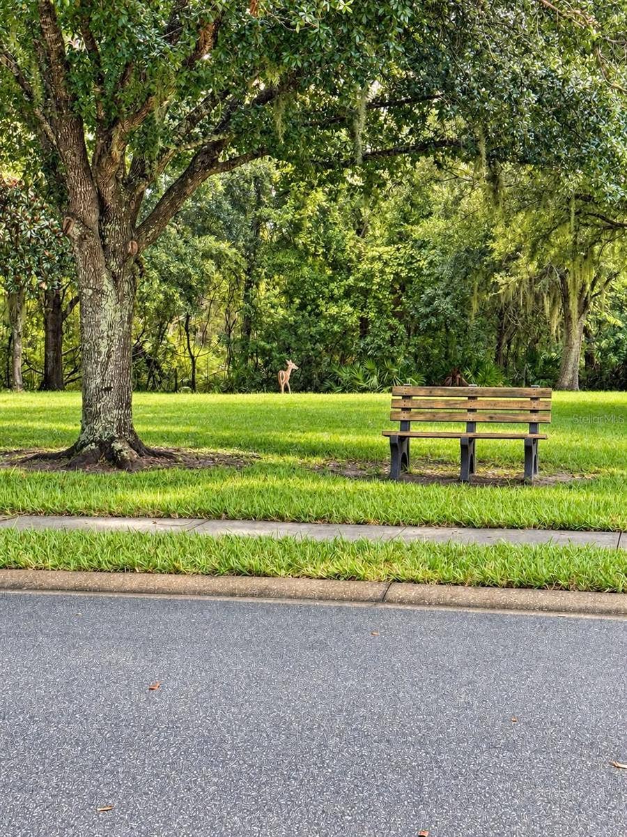 21129 DIAMONTE DRIVE, Land O Lakes, FL 34637