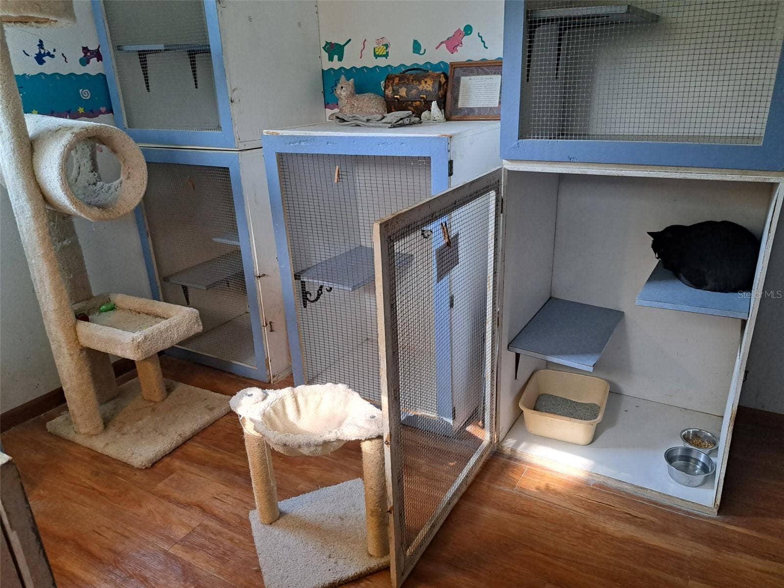 24392 LANARK ROAD, Brooksville, FL 34601 tiny paws cats