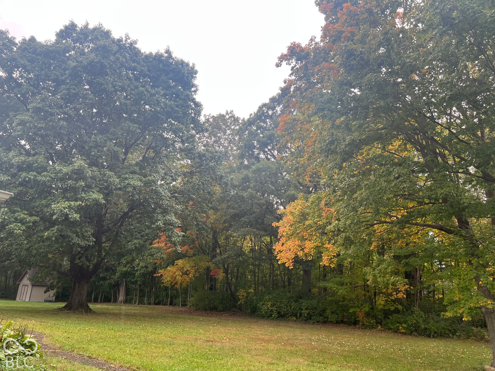 Wooded view in backyard