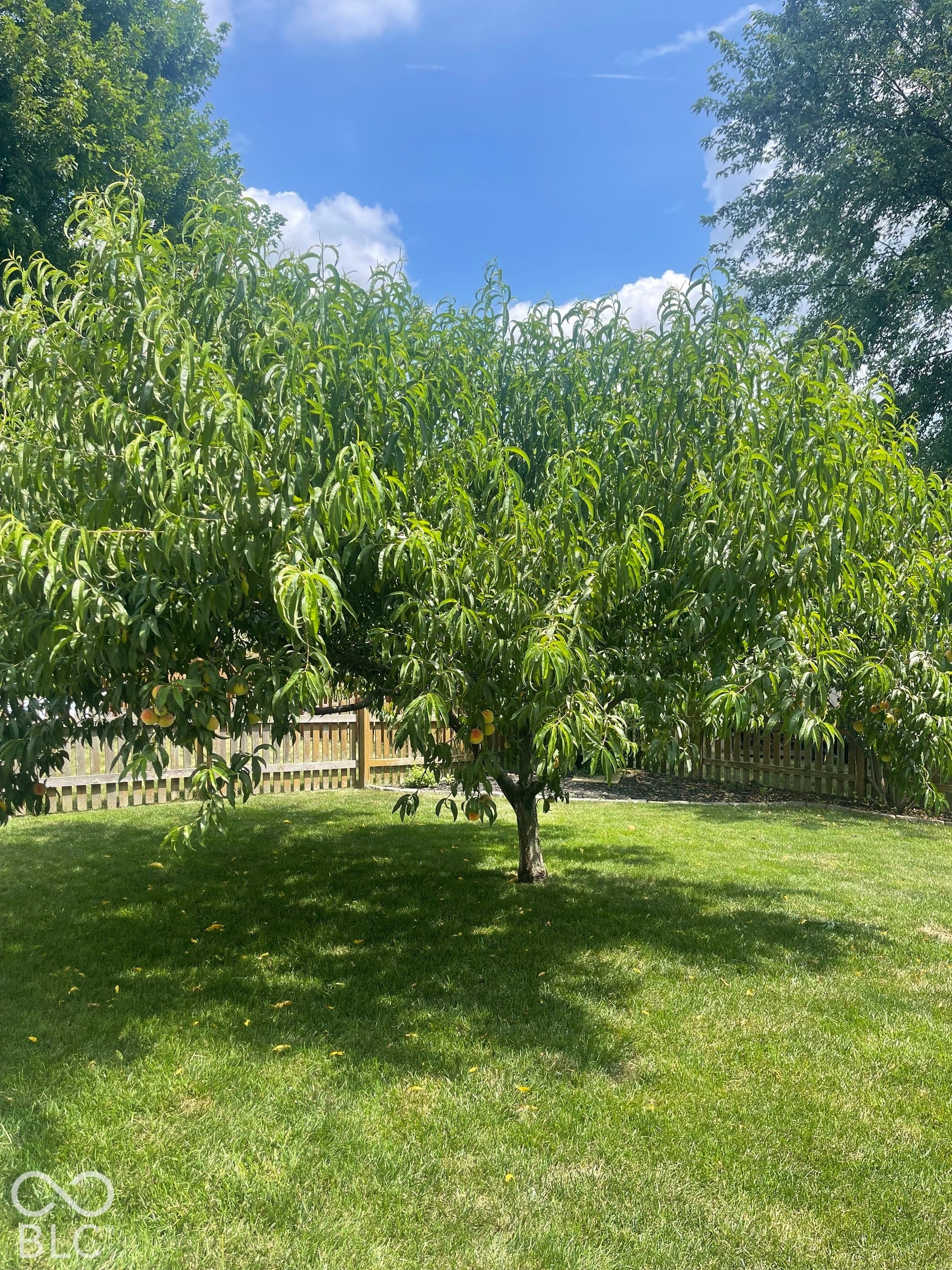 8891 Woodlark Drive, Fishers, IN 46038