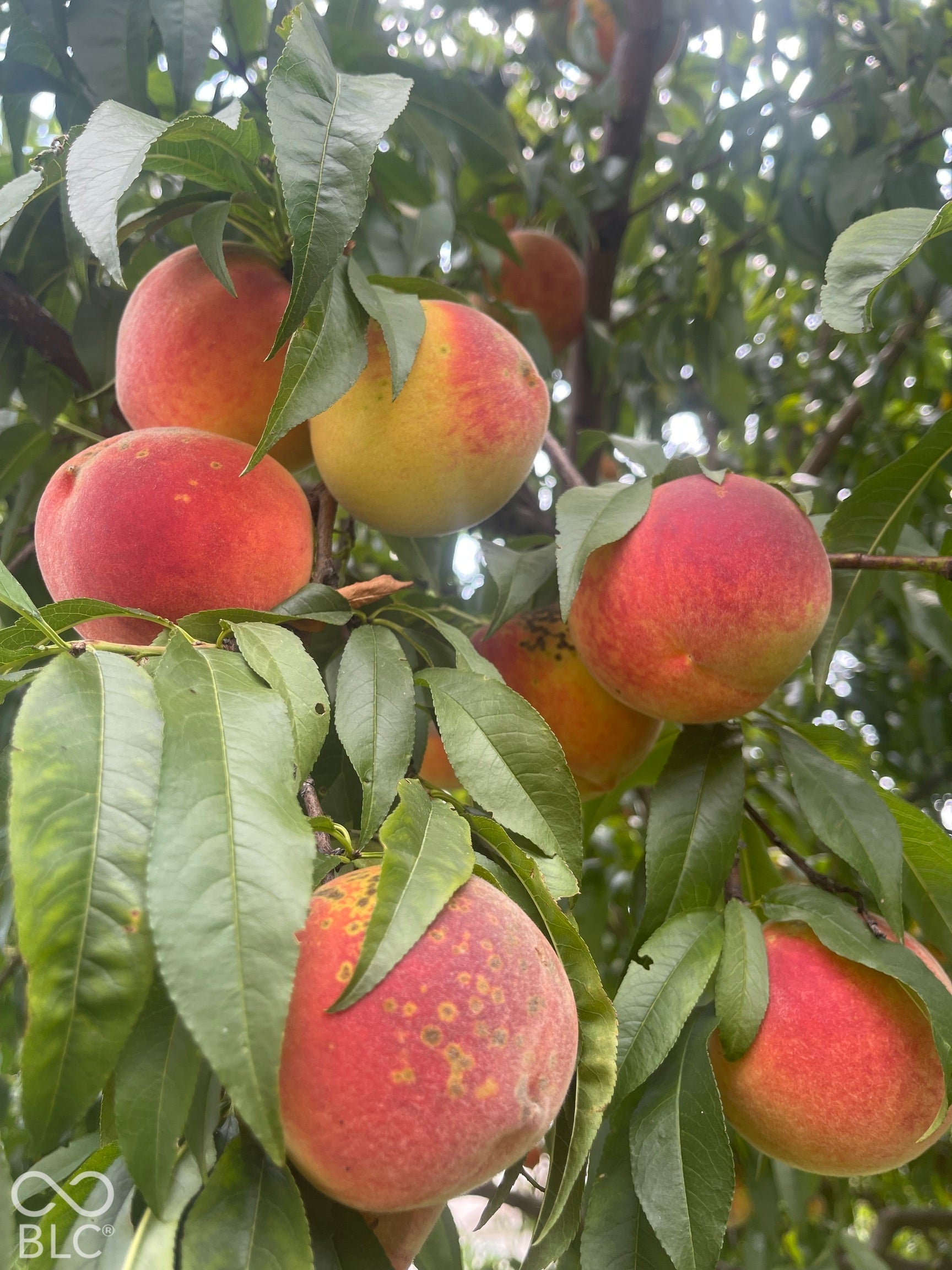 Backyard Peach Tree in Season!