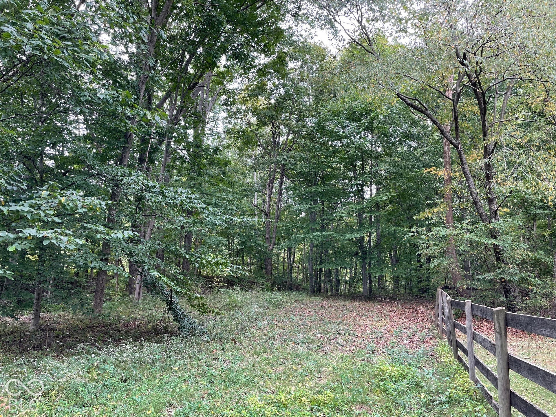 Come explore the woods!