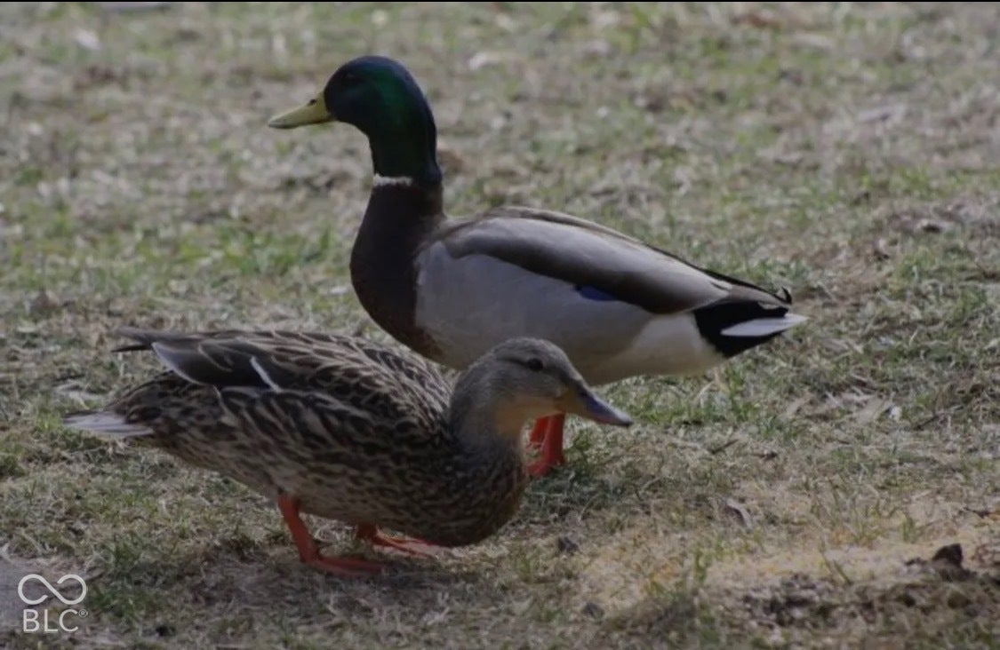 Wildlife