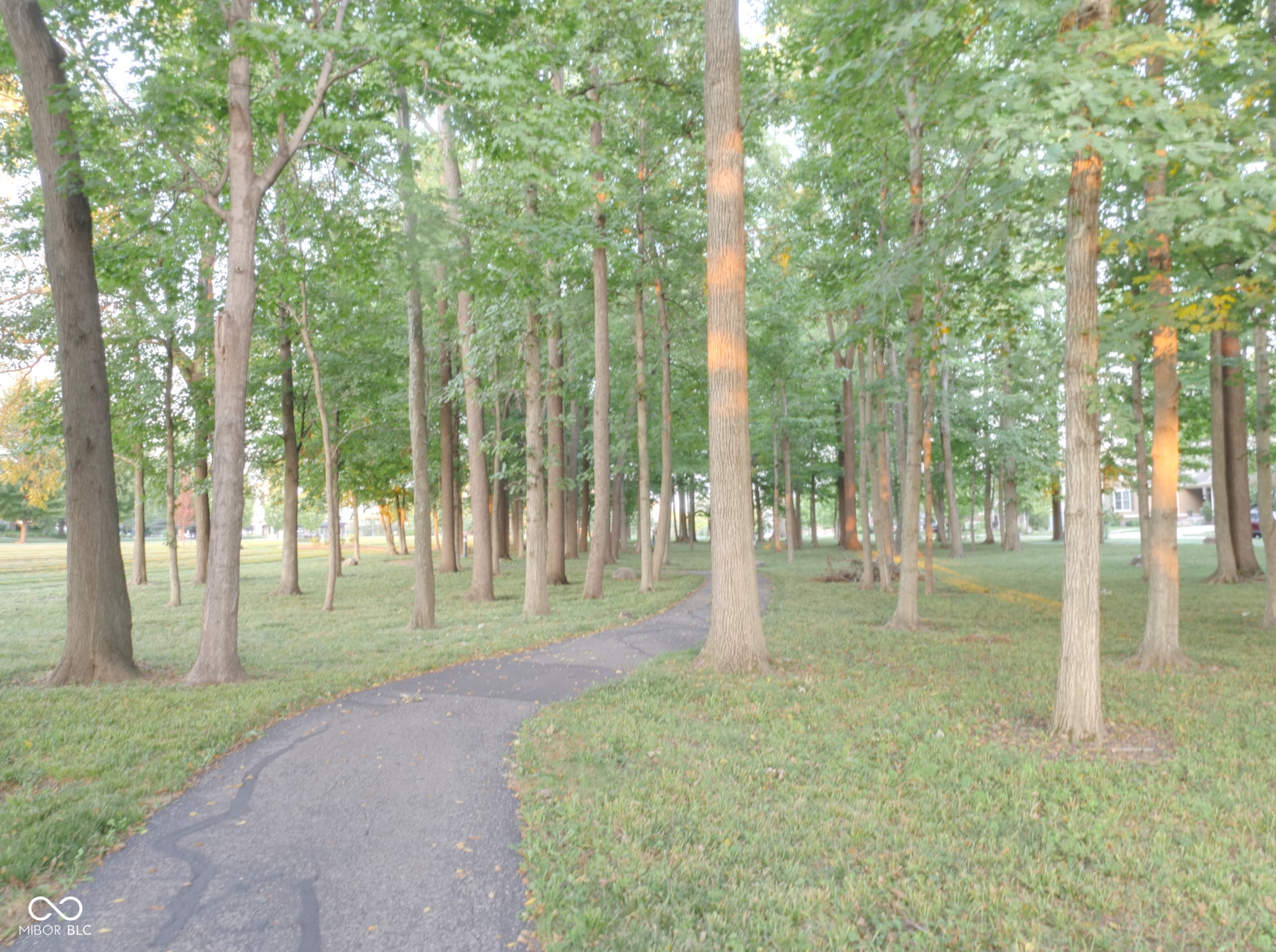 Paved pathway bordered by mature trees and natural grass