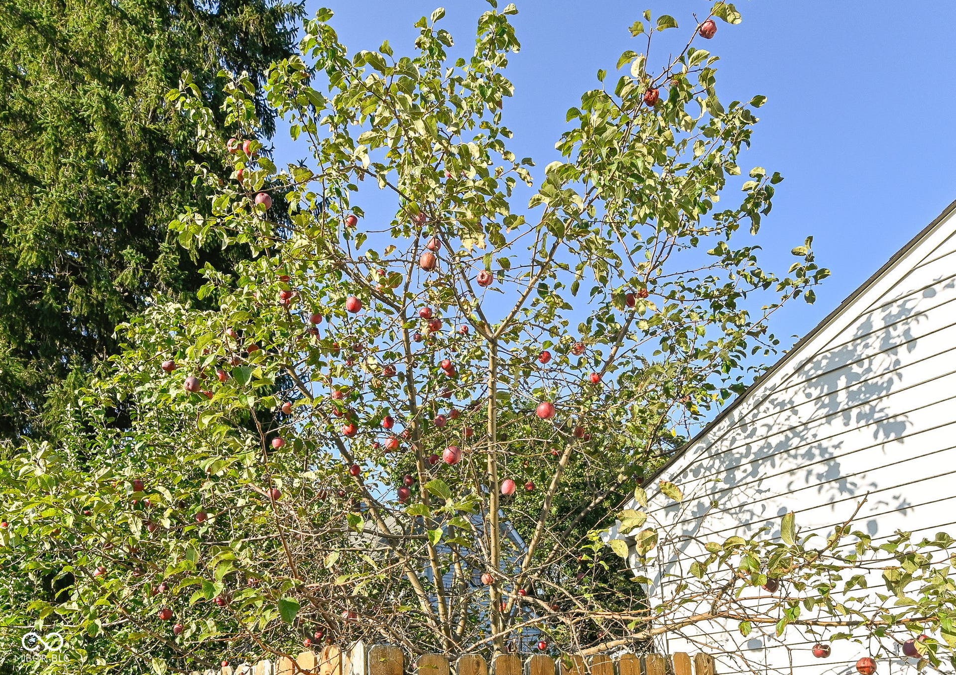 Fruit trees add character to the yard, including apple and persimmon trees along with mature magnolias.
