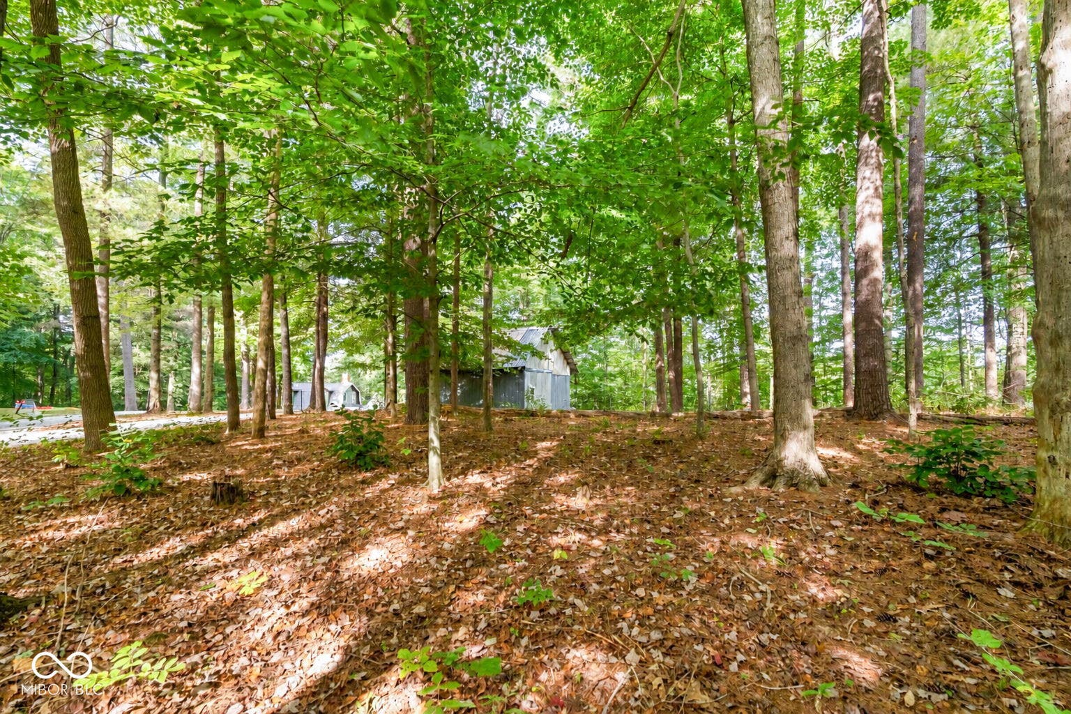 Wooded lot with mature trees and natural ground cover