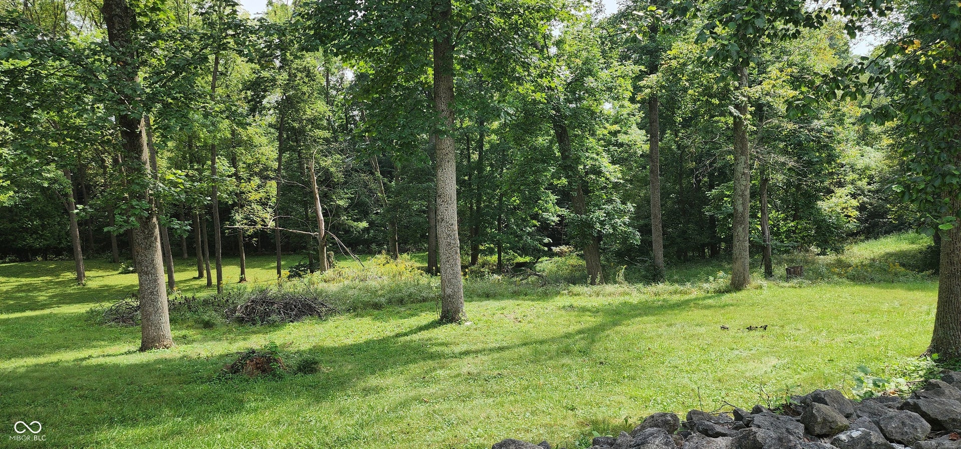 Expansive natural landscape with mature trees and a grassy clearing