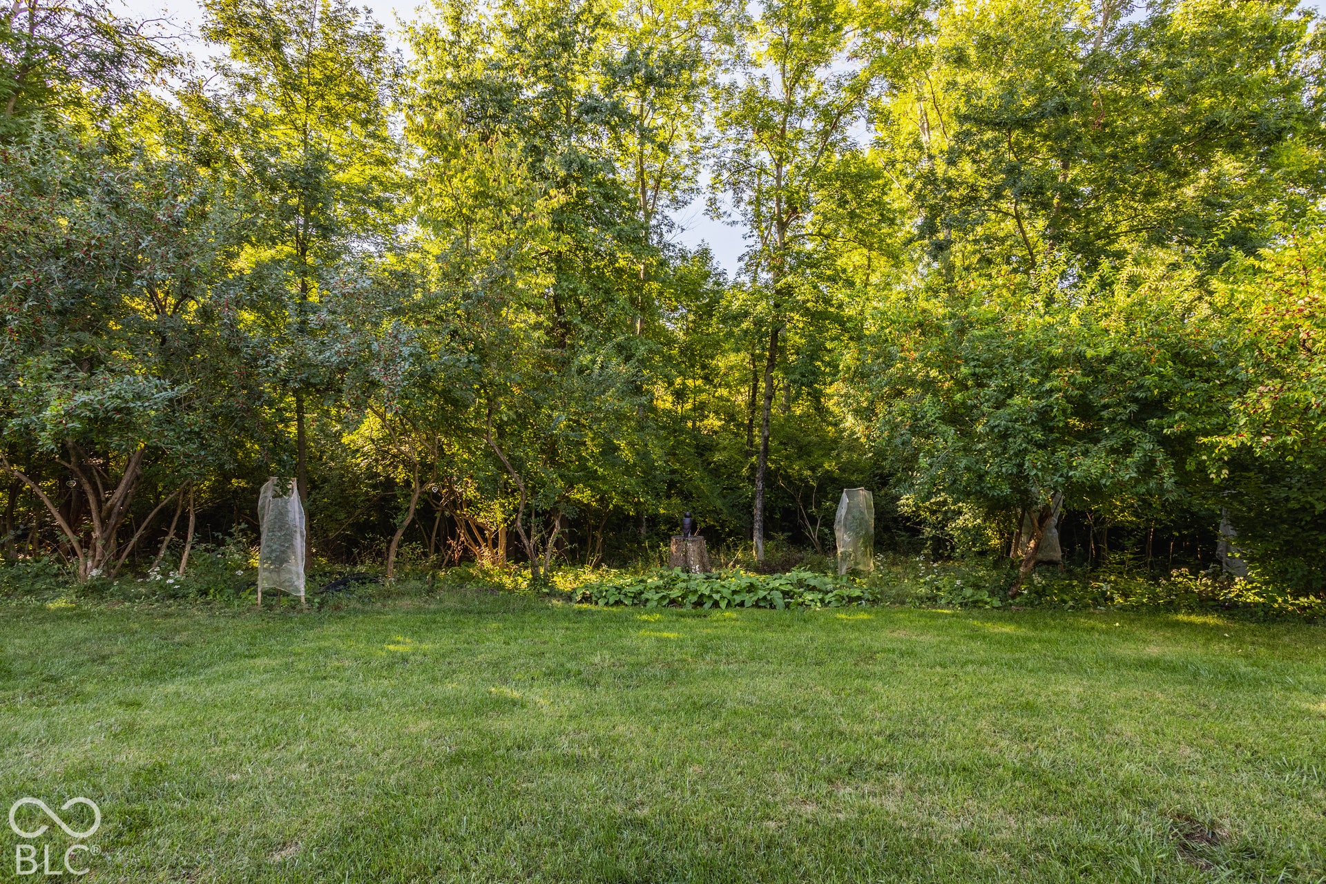 The back yard has raised garden beds, and fruit trees: nectarine, plum, peach, and lemon.
