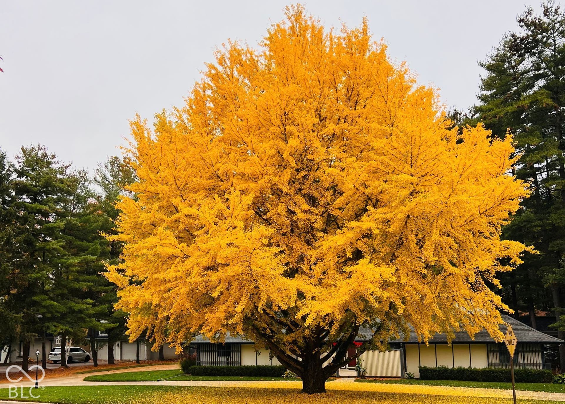 7622 Silverpine Court, Indianapolis, IN 46250 Image of the large gingko tree in the fall. People drive for miles to see this amazing tree.
