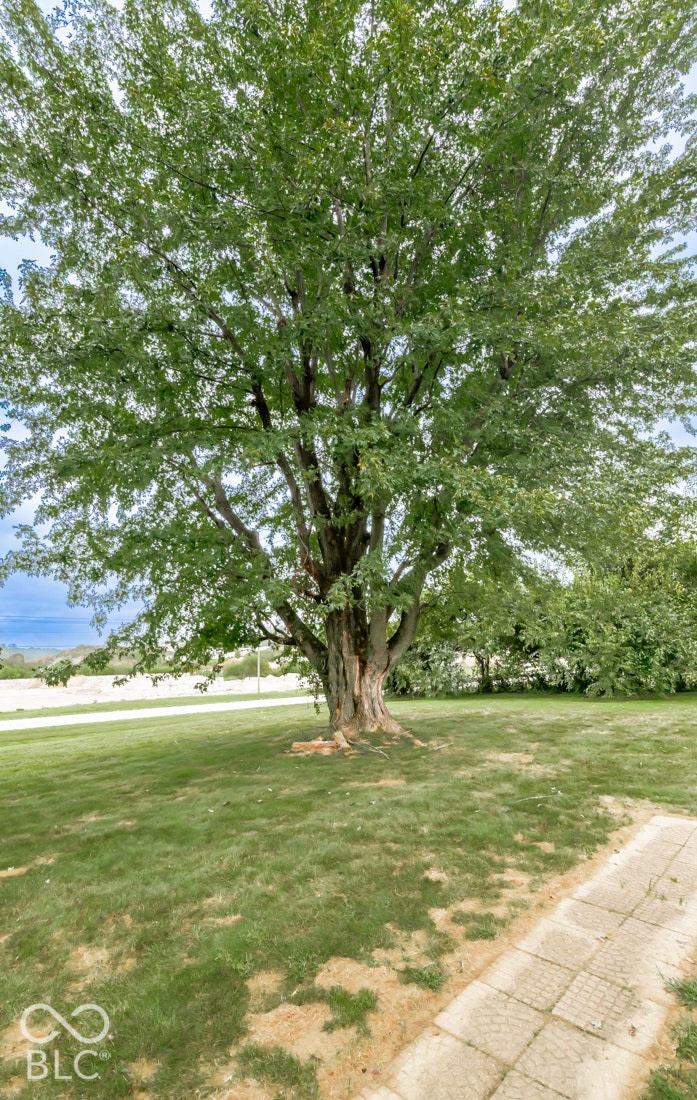 Mature tree with a robust trunk, expansive green canopy, and a neatly maintained lawn