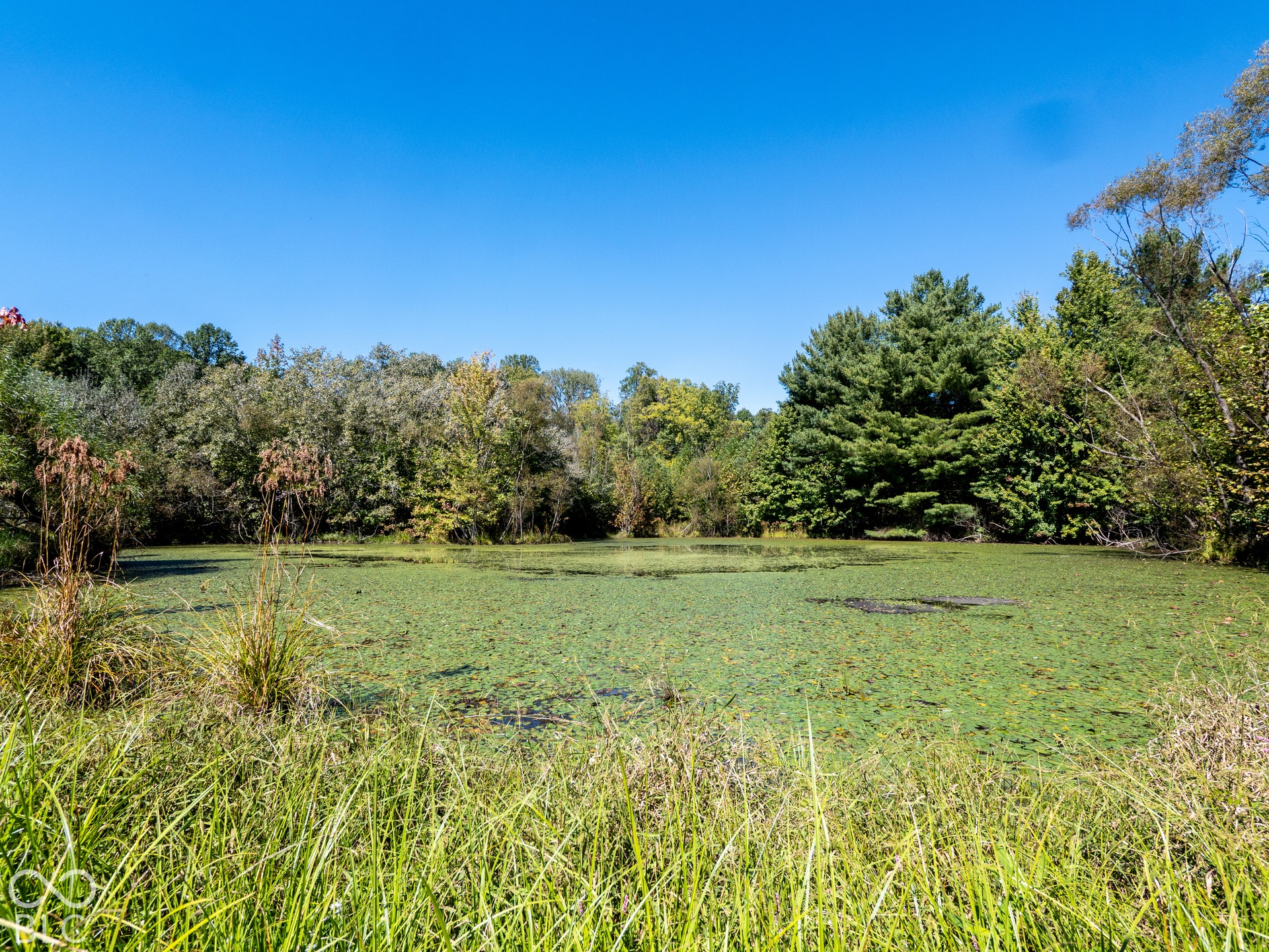 Large Pond