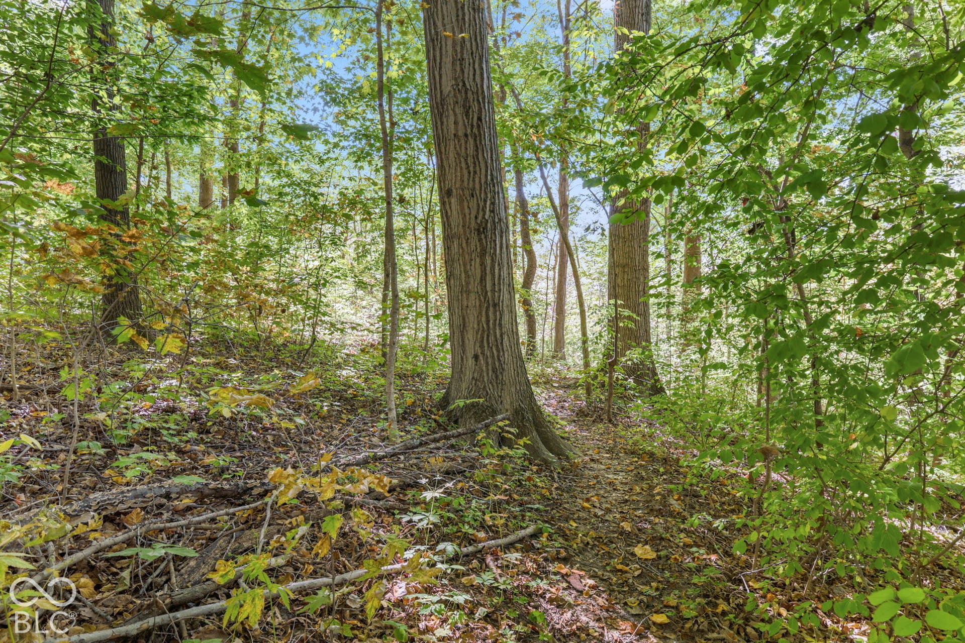 4238 S Carrie Drive, New Palestine, IN 46163