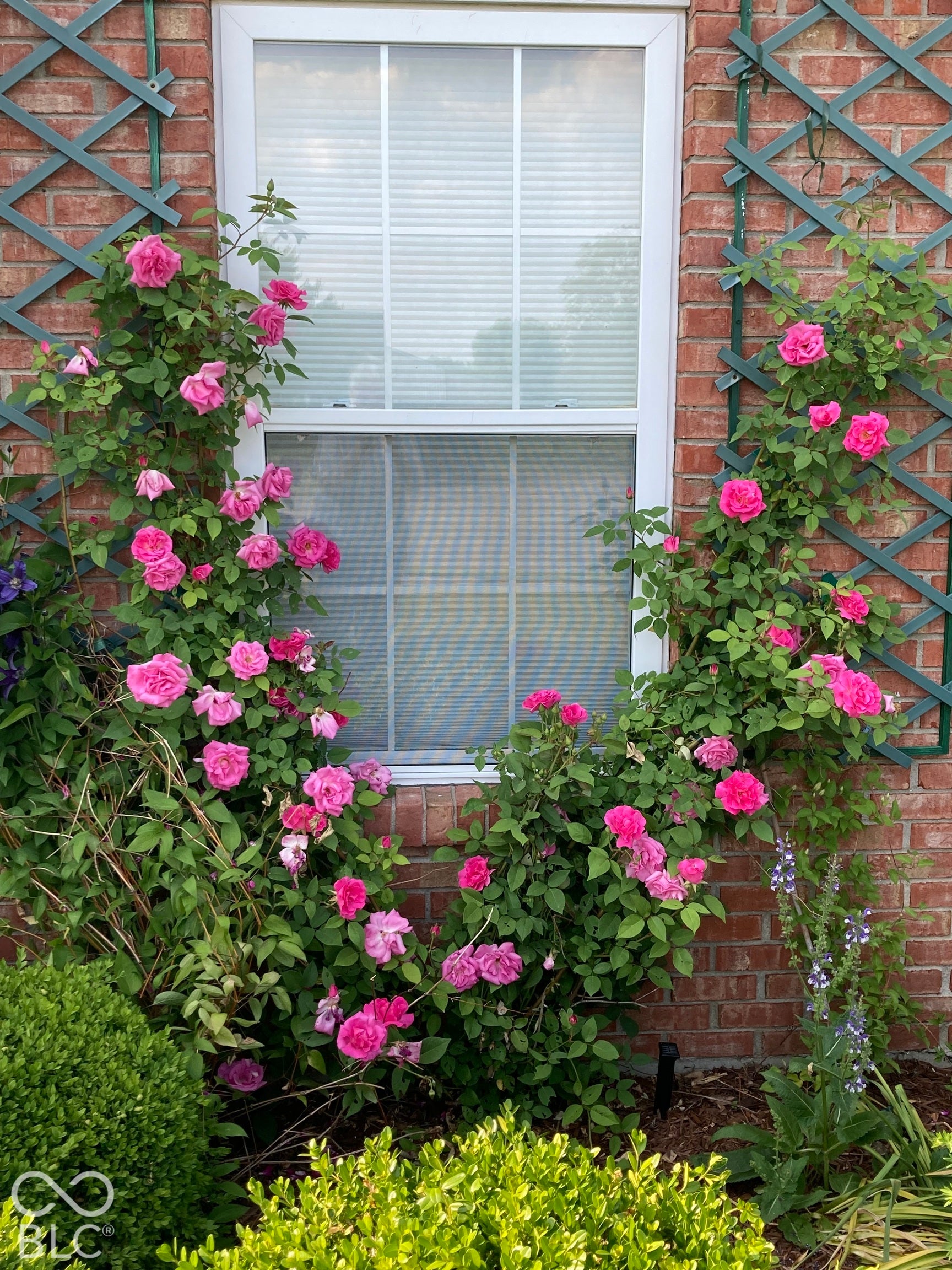Red brick exterior featuring a multi-pane double-hung window flanked by metal lattice trellises supporting climbing rose bushes