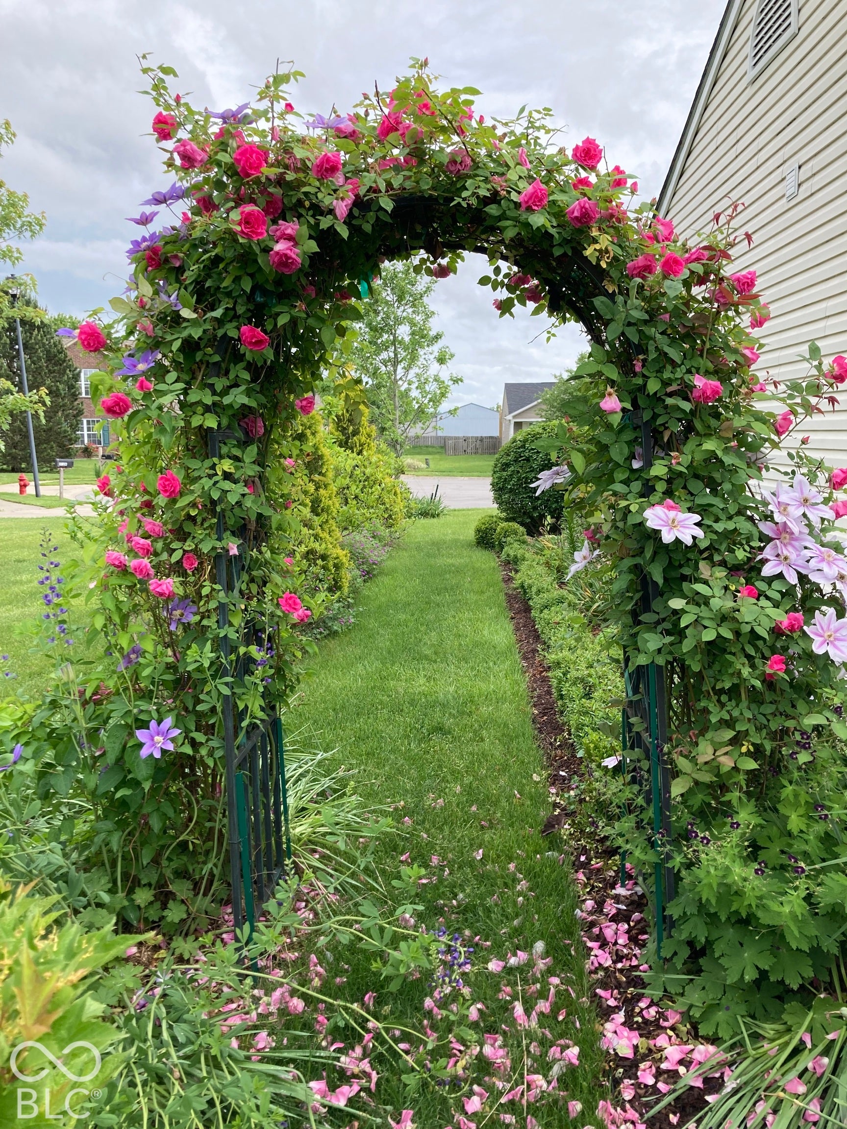 Landscaped garden featuring a metal trellis archway covered in flowering climbing vines, manicured lawn, and perimeter shrubbery
