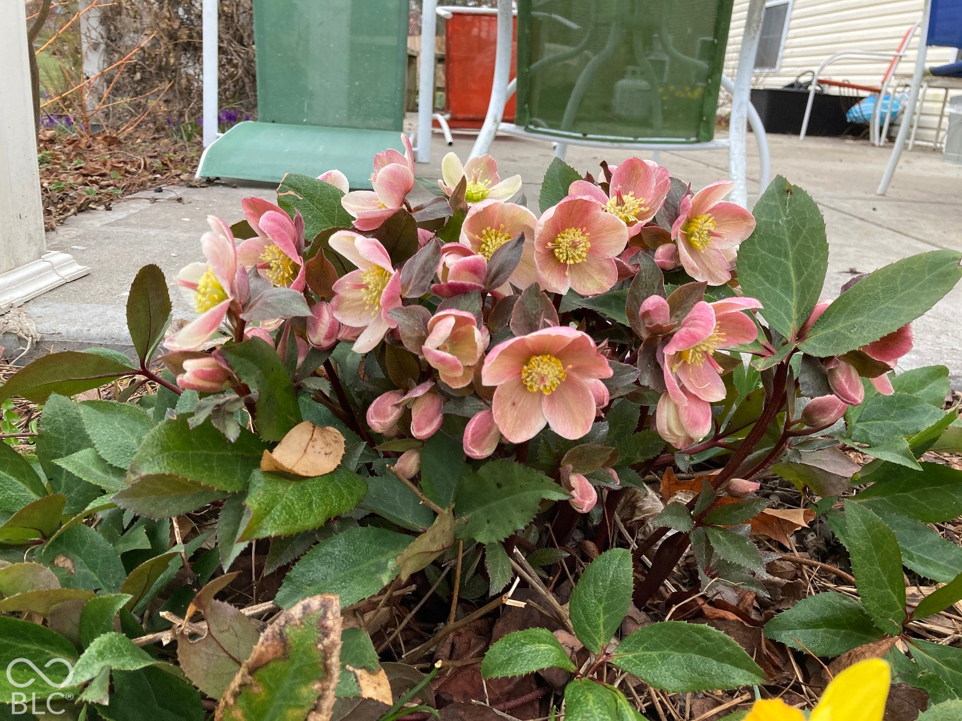 Landscaped garden featuring hellebore perennials with pink blossoms and deep green foliage, situated alongside a concrete patio