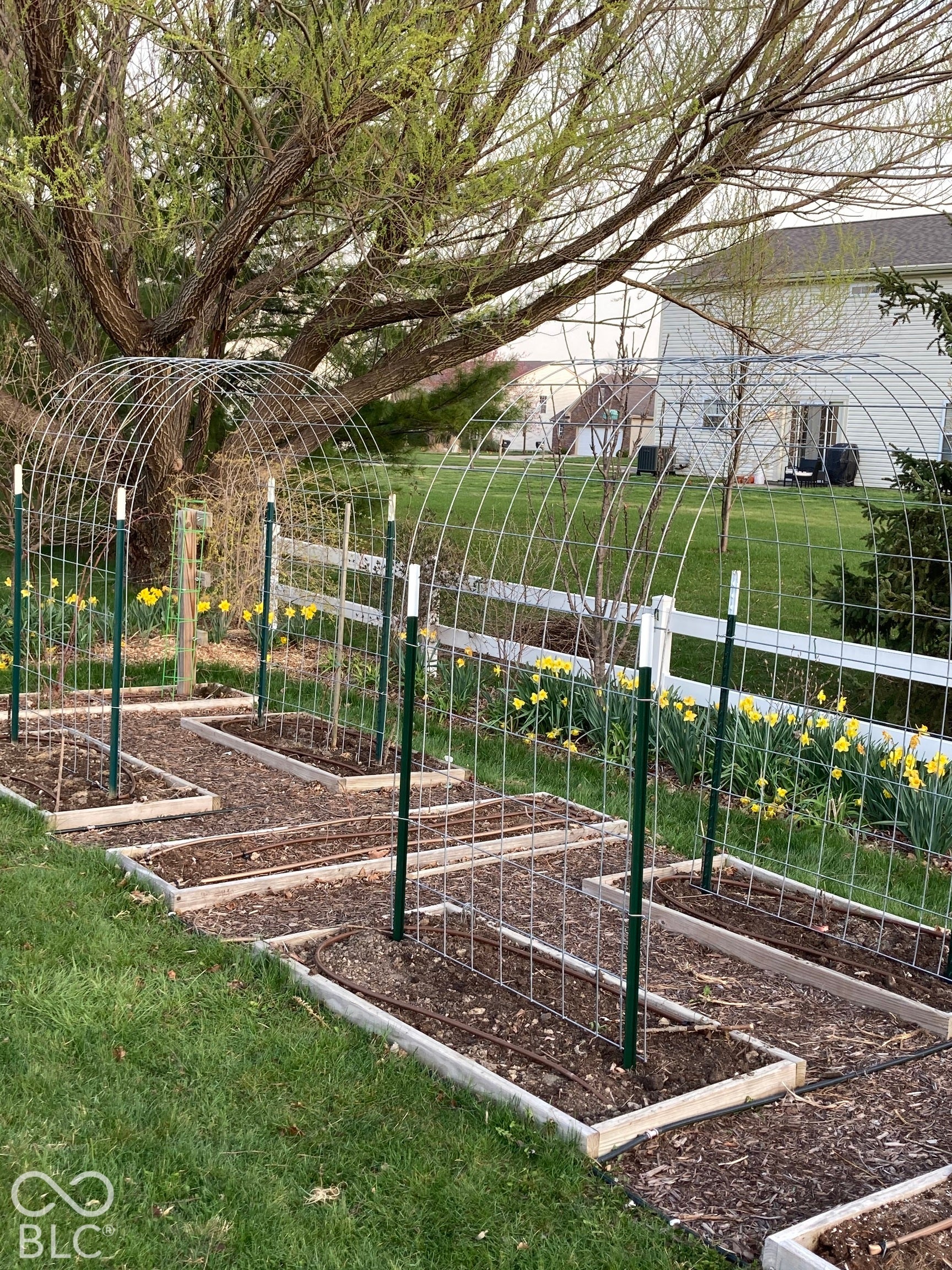 Tiered garden beds featuring raised timber frames, integrated metal cattle-panel trellises, and drip irrigation lines