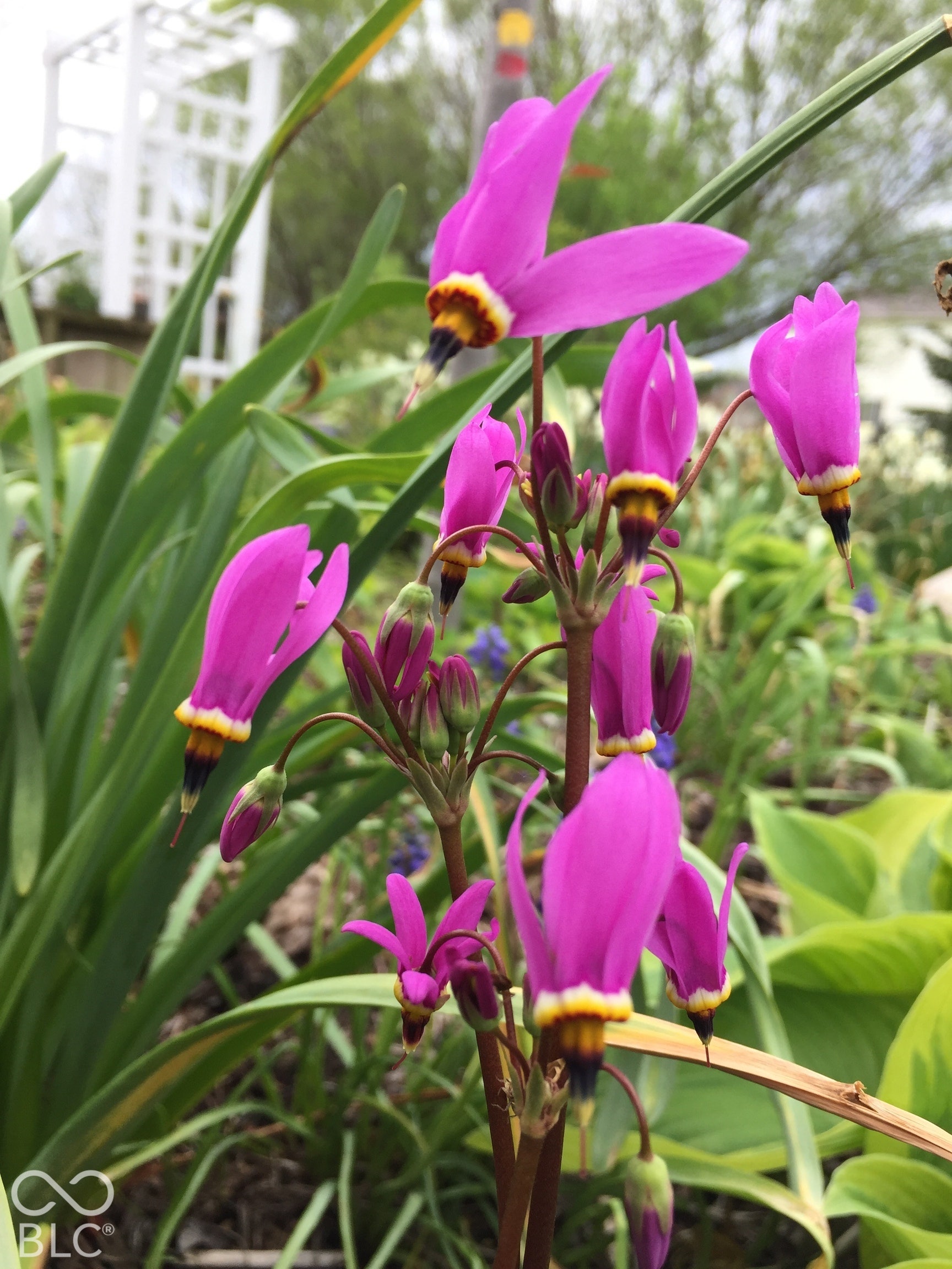 Landscaped grounds featuring vibrant, magenta shooting star flowers and decorative white trellis structure
