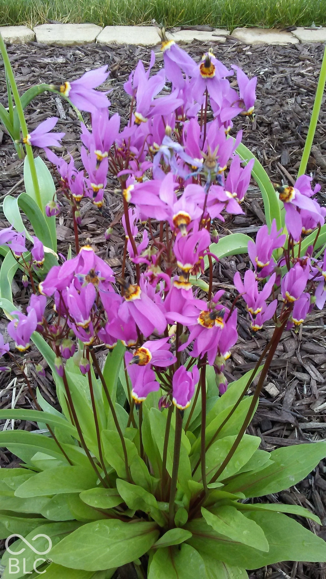 Landscape garden featuring perennial shooting star flowers, dark wood mulch, and stone edging