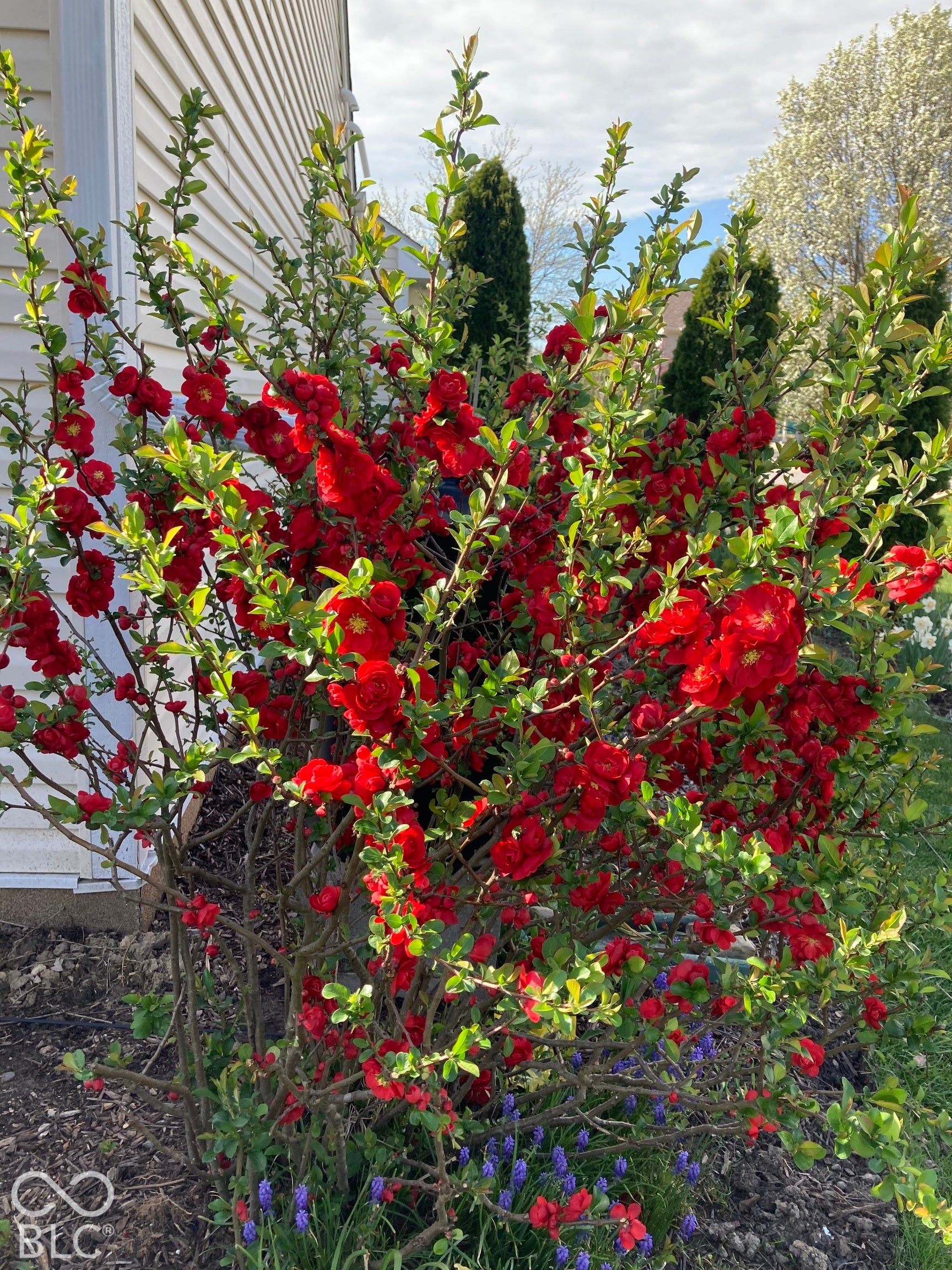 Landscaped exterior featuring a mature flowering shrub with vibrant red blooms and purple ground-cover flowers