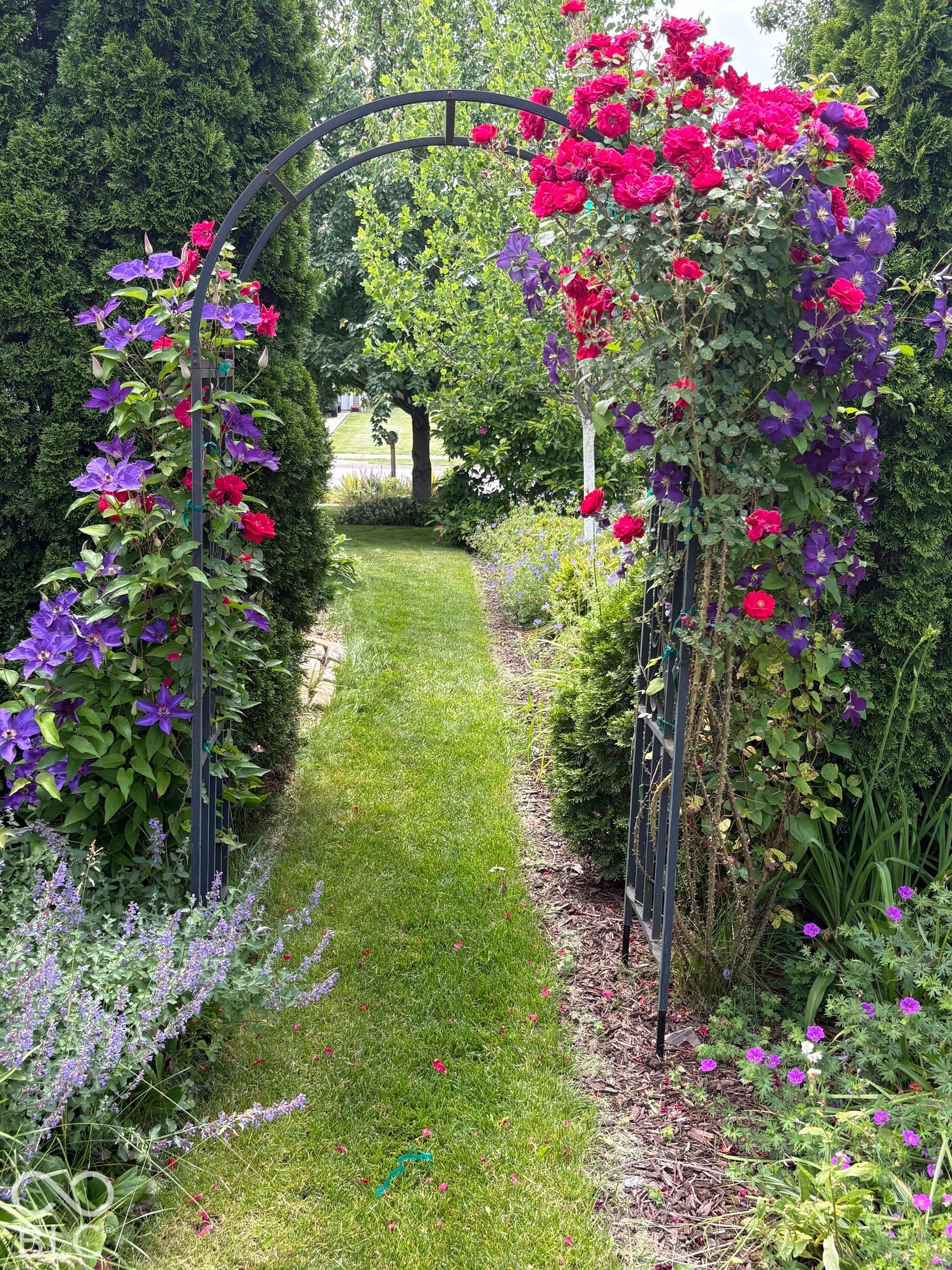 *Here is a view of what this archway will look like during different season* - Metal garden archway featuring climbing roses and clematis, flanked by mature evergreen hedges, perennial plantings, and a manicured lawn path