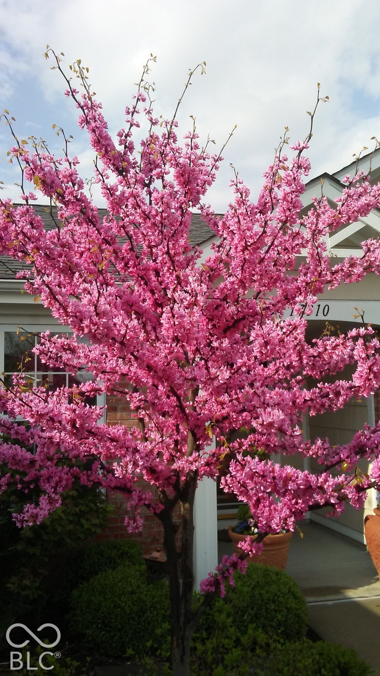 *Showing you the various colors of plants/flowers/shrubs/trees during different seasons from around the property* The property is very colorful throughout the year! -Flowering landscape specimen, white column support, and masonry exterior detailing