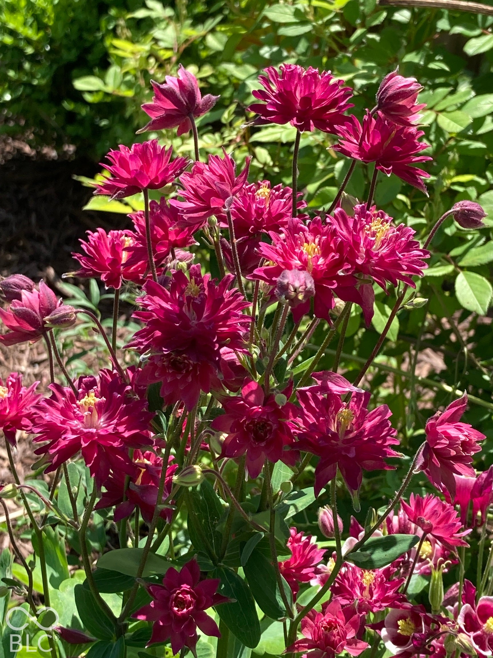 Mature landscaping featuring vibrant burgundy columbine flowers and established green foliage