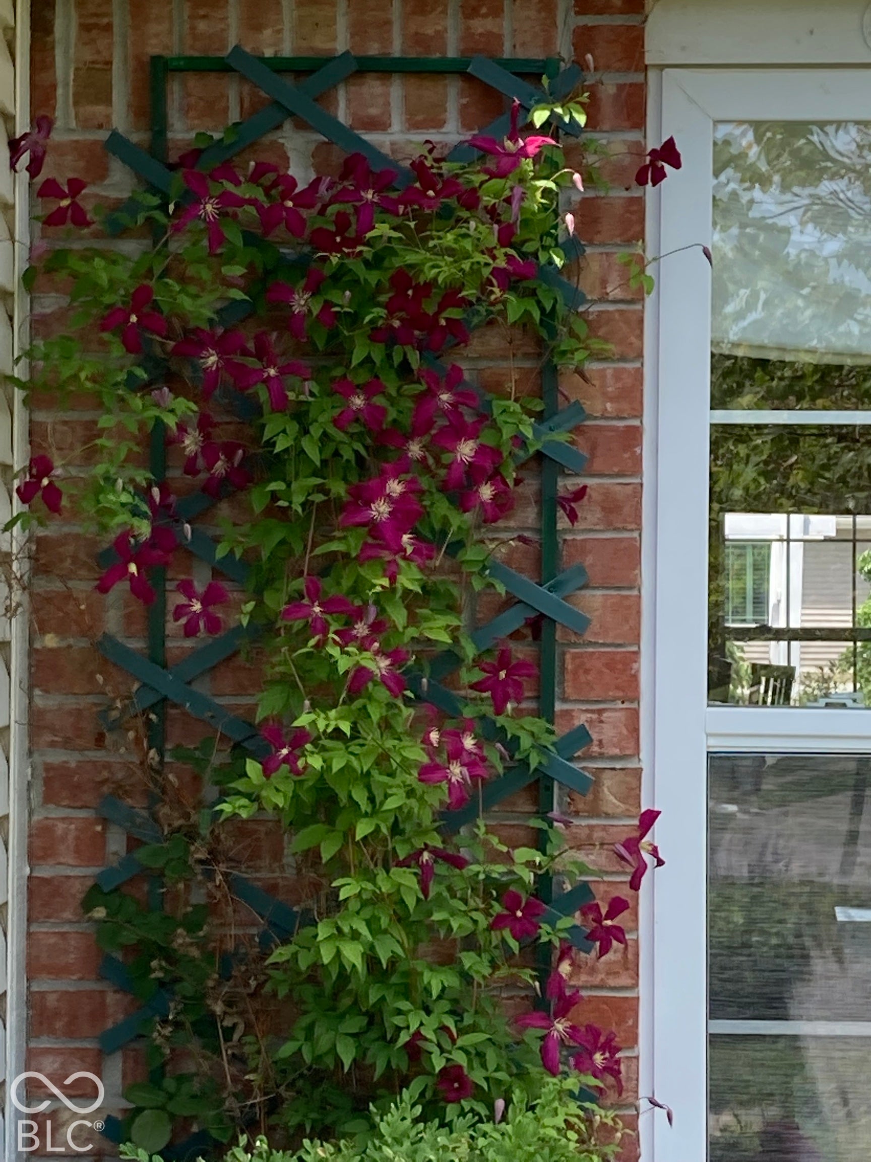 Exterior wall featuring red brick masonry, a vertical lattice trellis, and a white-framed window
