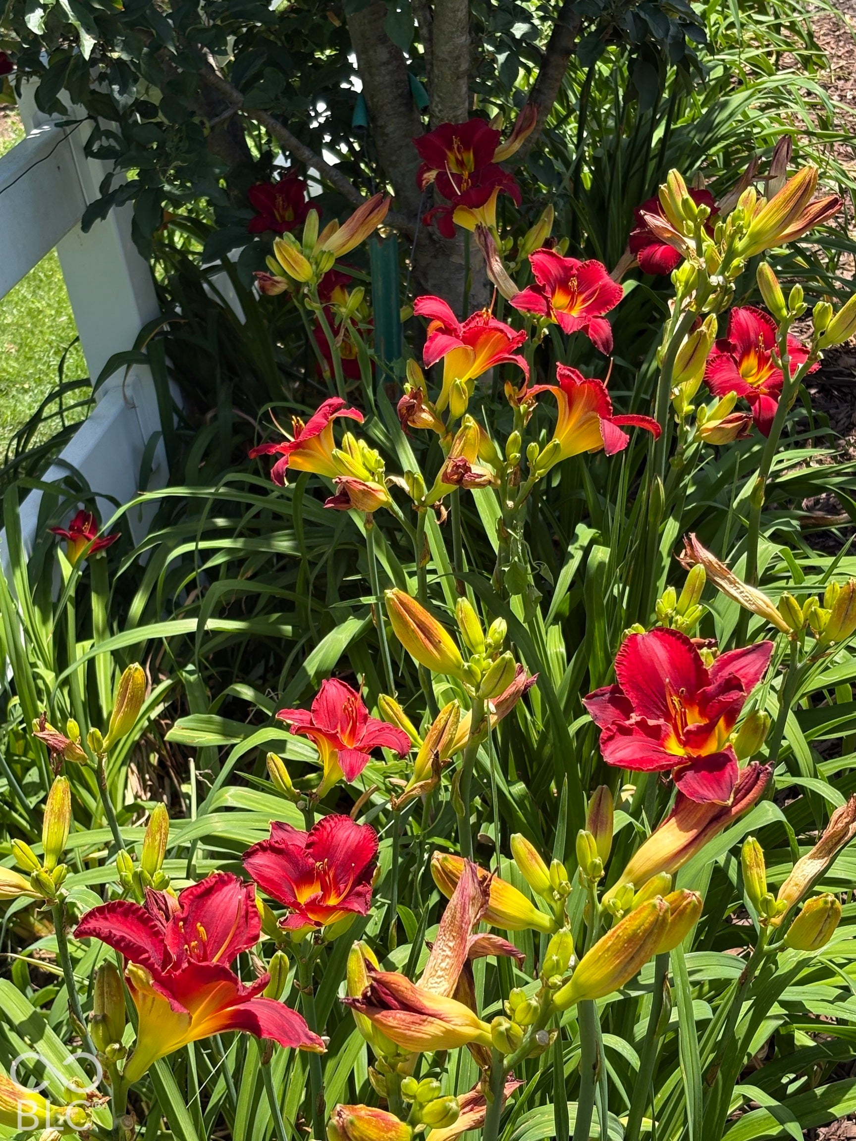 Landscaped garden bed featuring multi-colored daylilies and a white picket fence