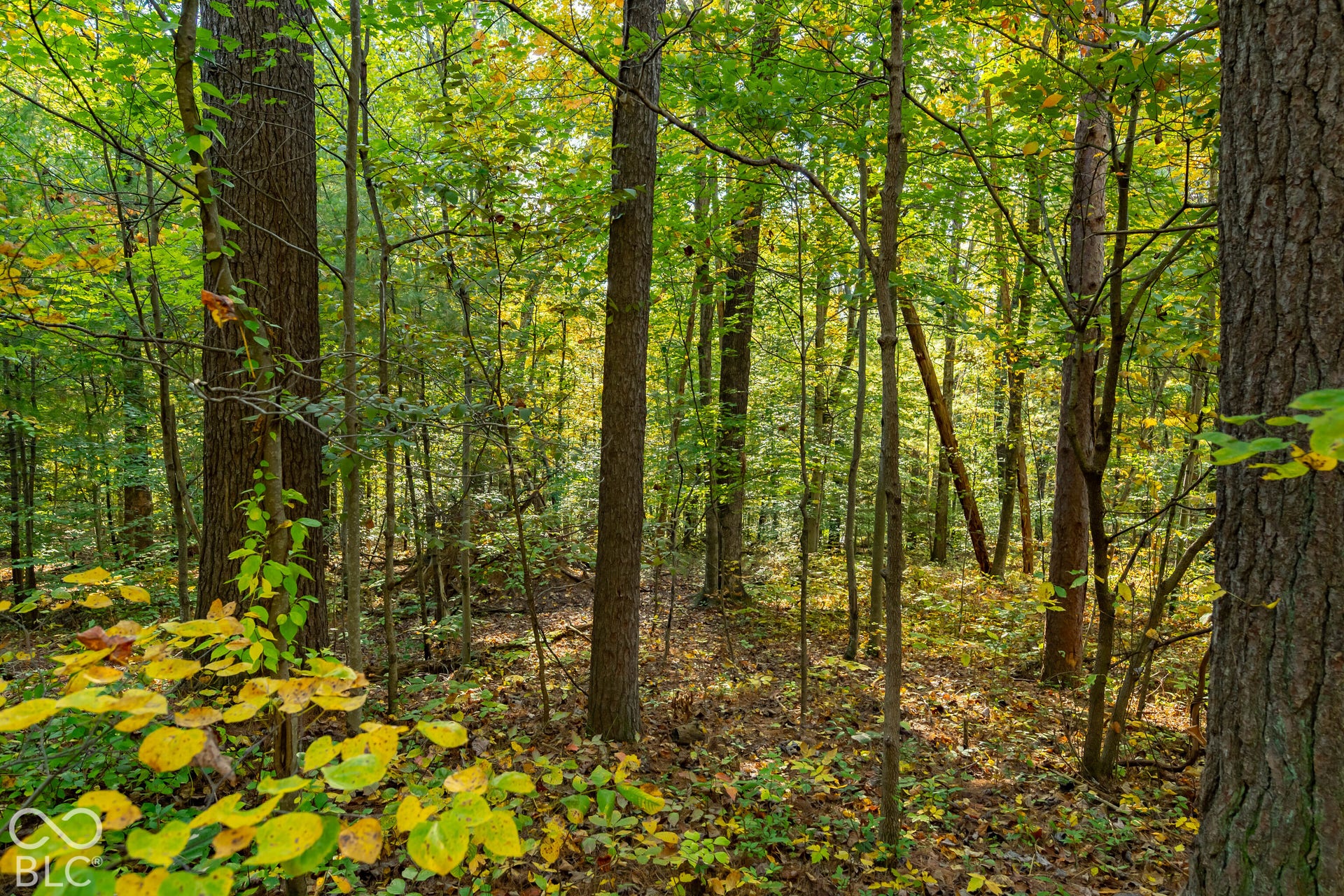 113 Hickory Knob Road, Nashville, IN 47448