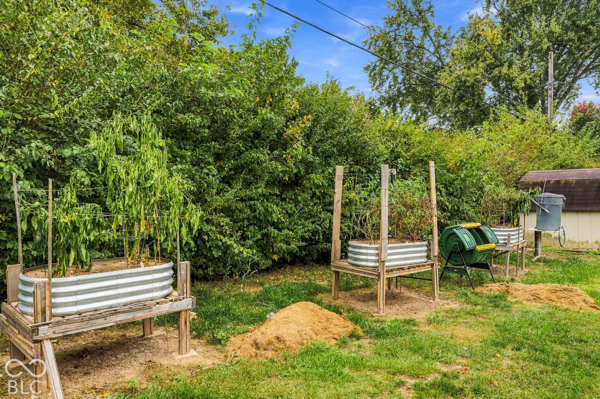 Backyard garden featuring elevated corrugated metal planter beds on wood supports and mature privacy hedging.