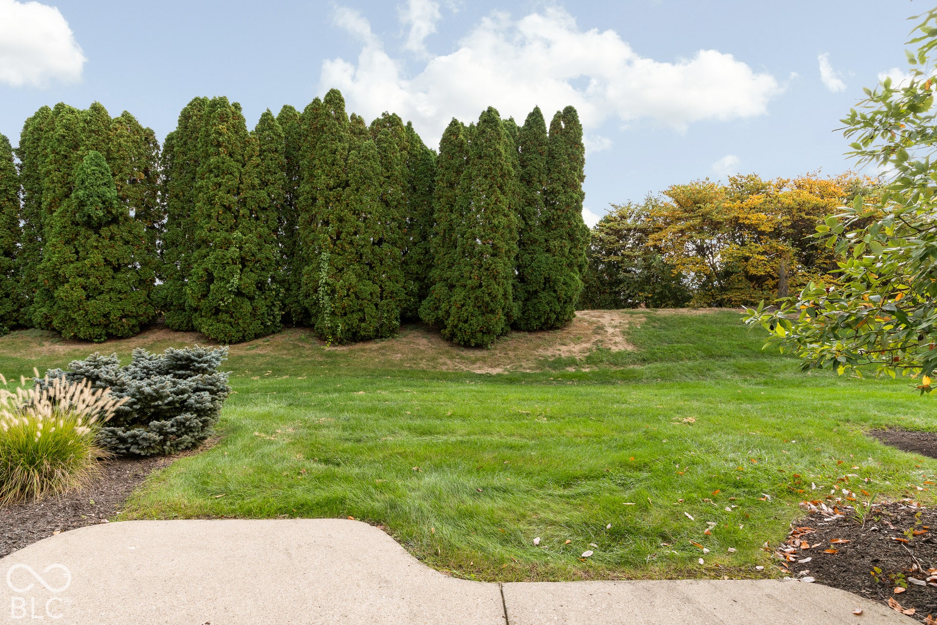 Rear grounds featuring a concrete patio, a manicured grass lawn, and a perimeter of mature evergreen trees