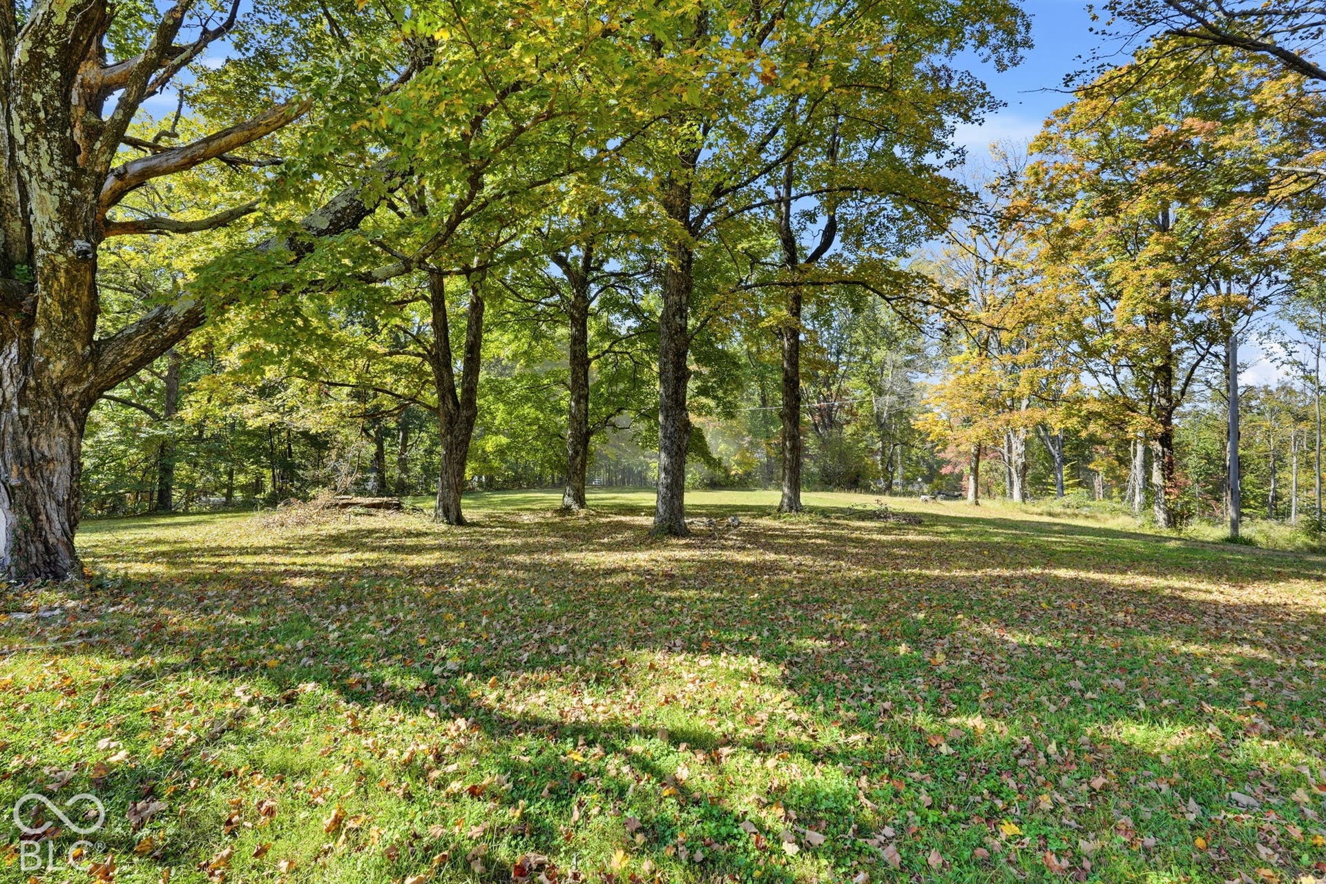 Open expanse featuring mature deciduous trees and established vegetation