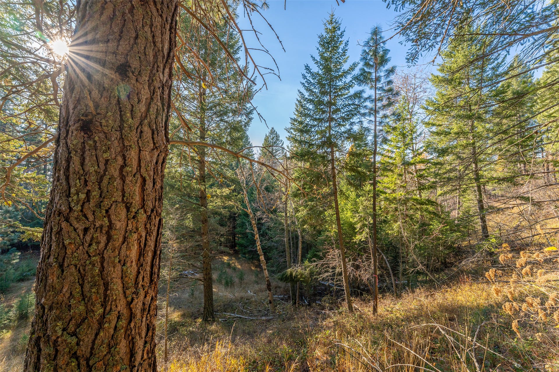156 Peters Creek Way, Kalispell, MT 59901