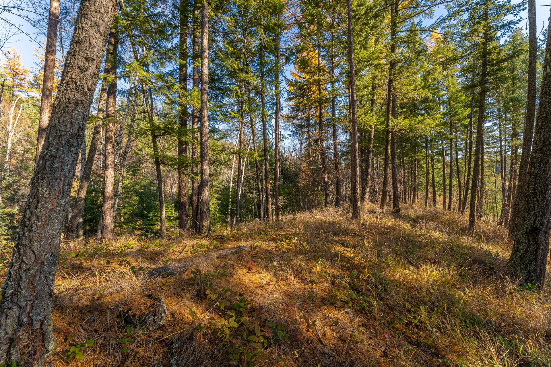 156 Peters Creek Way, Kalispell, MT 59901