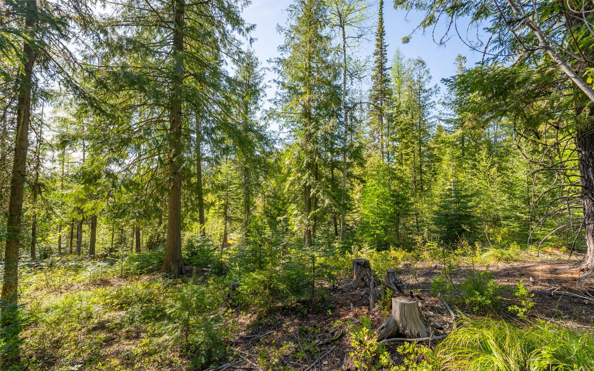 165 Woodland Star Circle, Whitefish, MT 59937 165 Woodland Star Circle, Whitefish, MT 59937