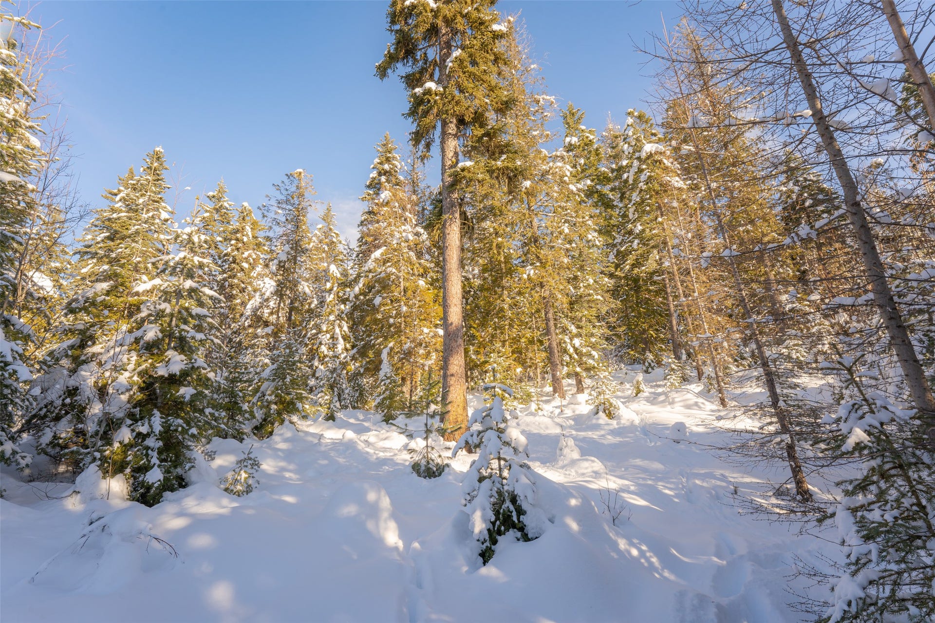 165 Woodland Star Circle, Whitefish, MT 59937 165 Woodland Star Circle, Whitefish, MT 59937
