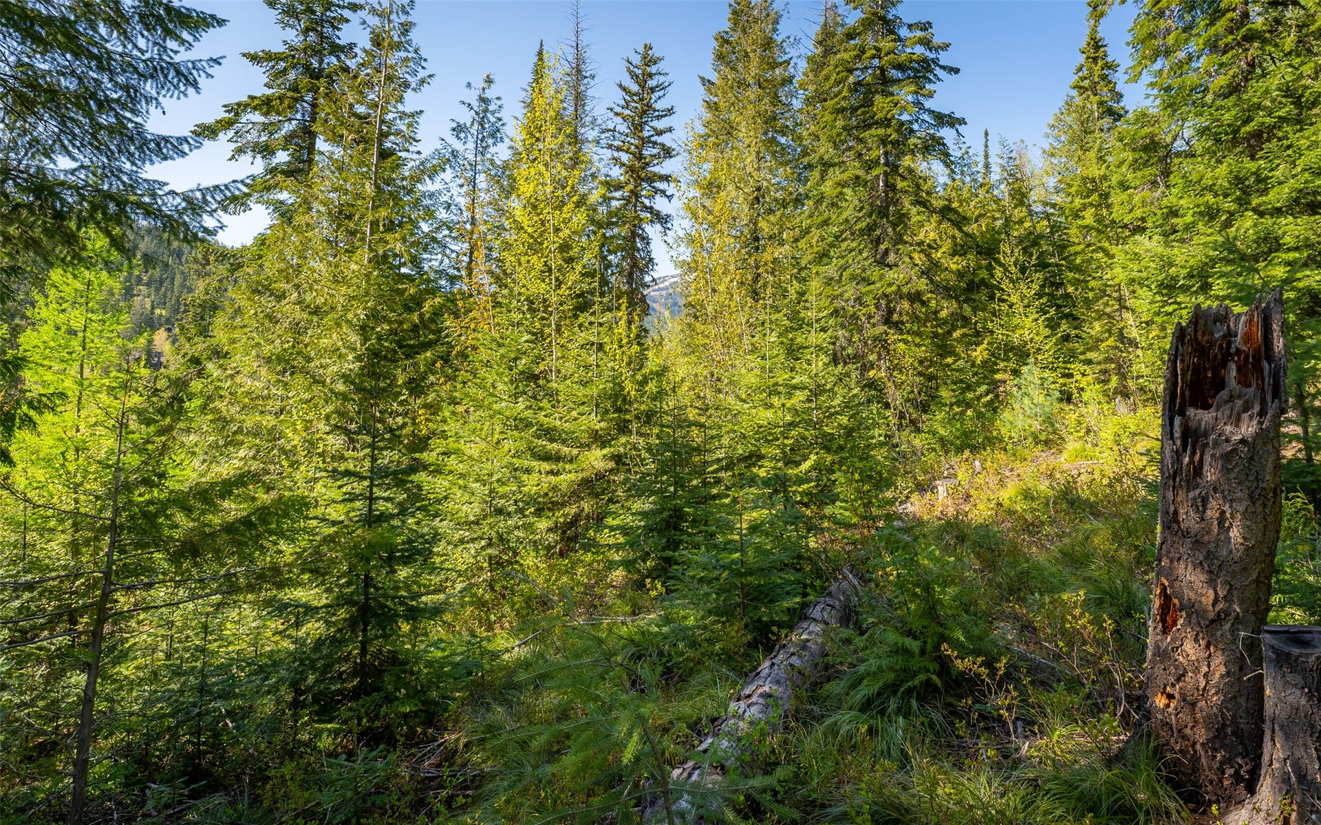 165 Woodland Star Circle, Whitefish, MT 59937 165 Woodland Star Circle, Whitefish, MT 59937
