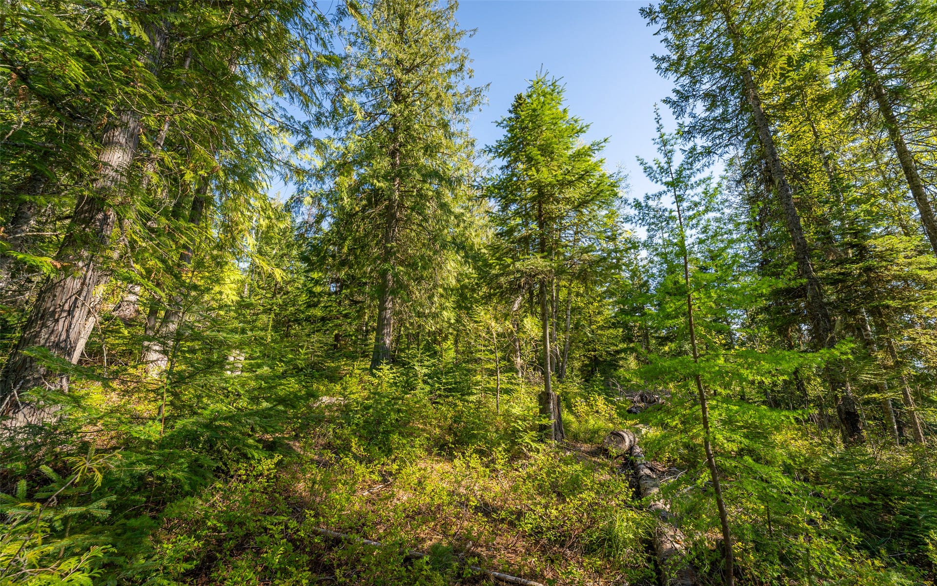 165 Woodland Star Circle, Whitefish, MT 59937 165 Woodland Star Circle, Whitefish, MT 59937