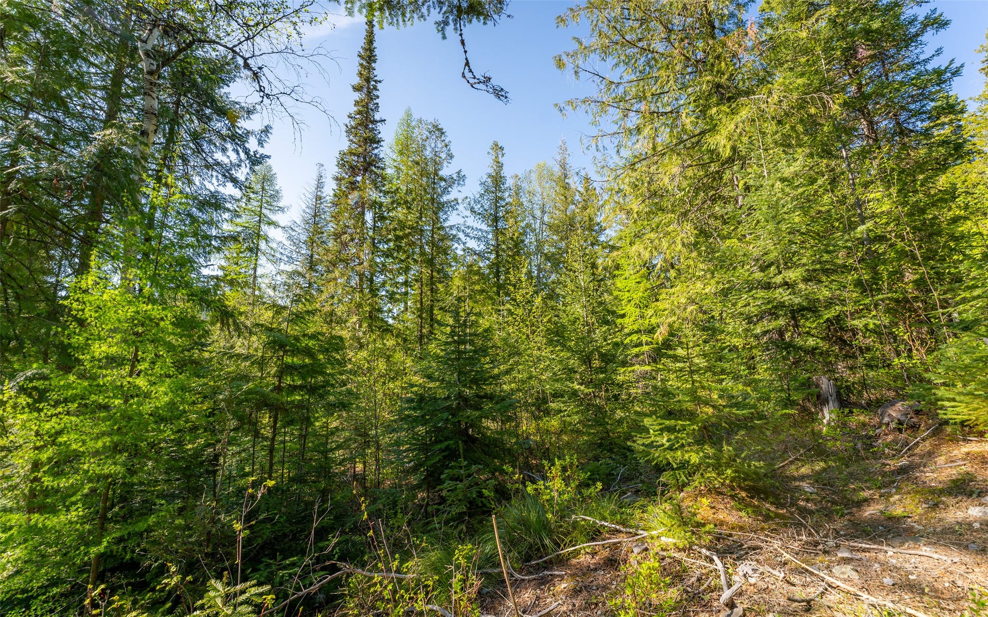 165 Woodland Star Circle, Whitefish, MT 59937 165 Woodland Star Circle, Whitefish, MT 59937