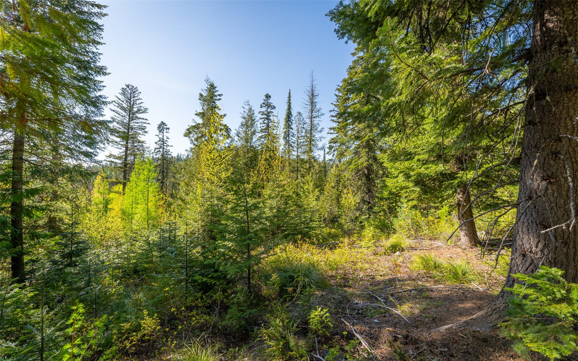 165 Woodland Star Circle, Whitefish, MT 59937 165 Woodland Star Circle, Whitefish, MT 59937