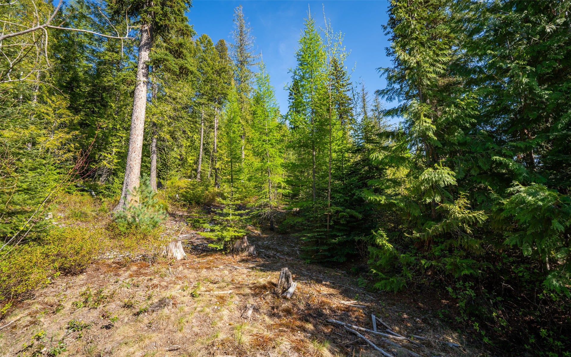 165 Woodland Star Circle, Whitefish, MT 59937 165 Woodland Star Circle, Whitefish, MT 59937