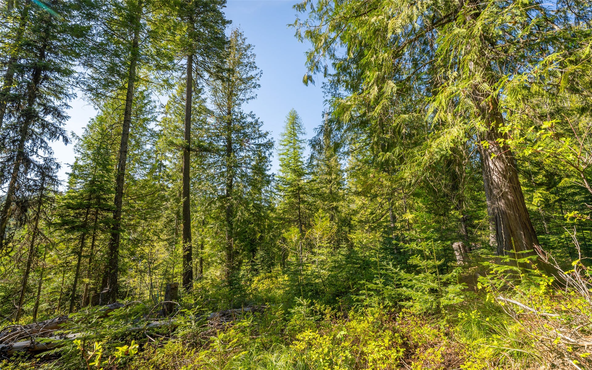 165 Woodland Star Circle, Whitefish, MT 59937 165 Woodland Star Circle, Whitefish, MT 59937
