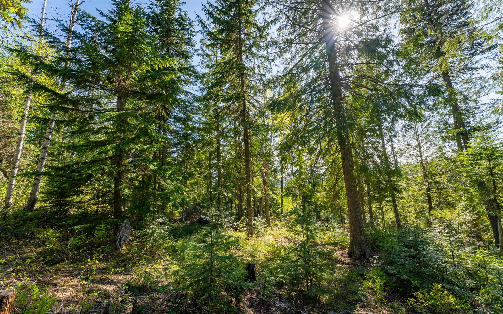 165 Woodland Star Circle, Whitefish, MT 59937 165 Woodland Star Circle, Whitefish, MT 59937